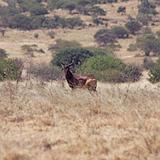 Ethiopia - Netch Sar Park - 83 - Swaynes Hartebeest